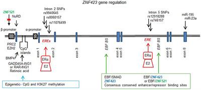 ZNF423: A New Player in Estrogen Receptor-Positive Breast Cancer